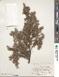 Juniperus taxifolia image