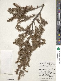 Juniperus taxifolia image