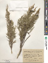 Juniperus pseudosabina image