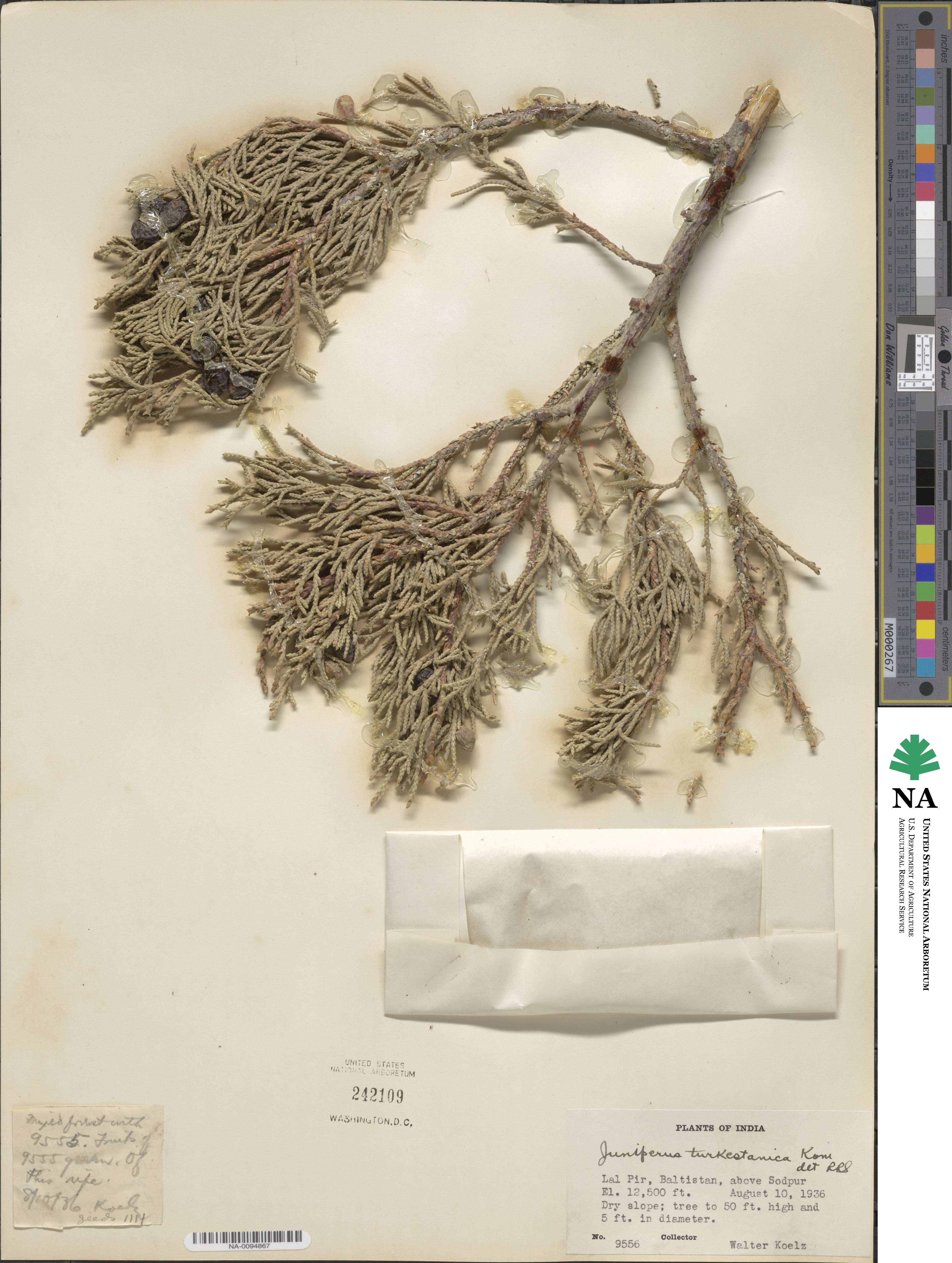 Juniperus pseudosabina image