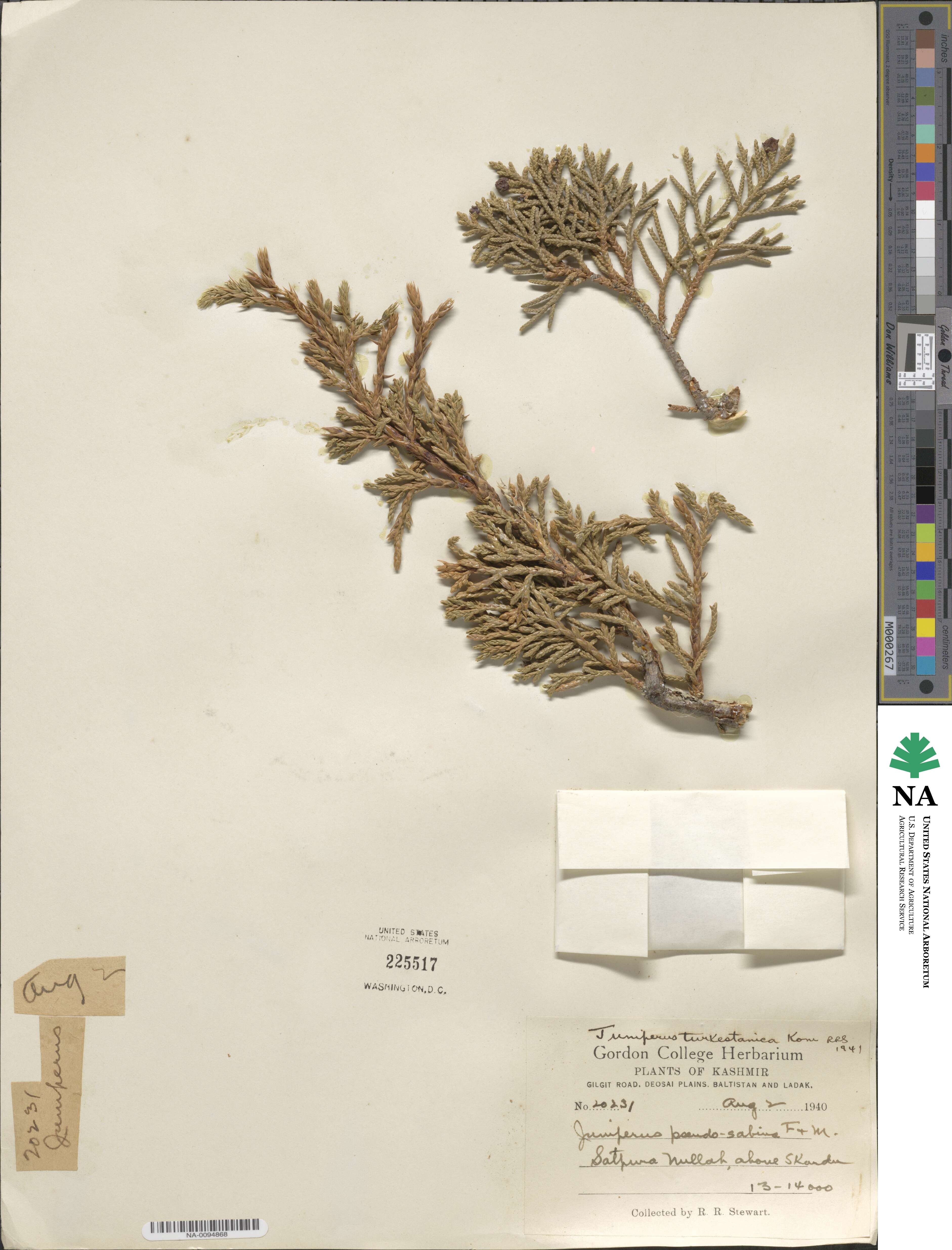 Juniperus pseudosabina image