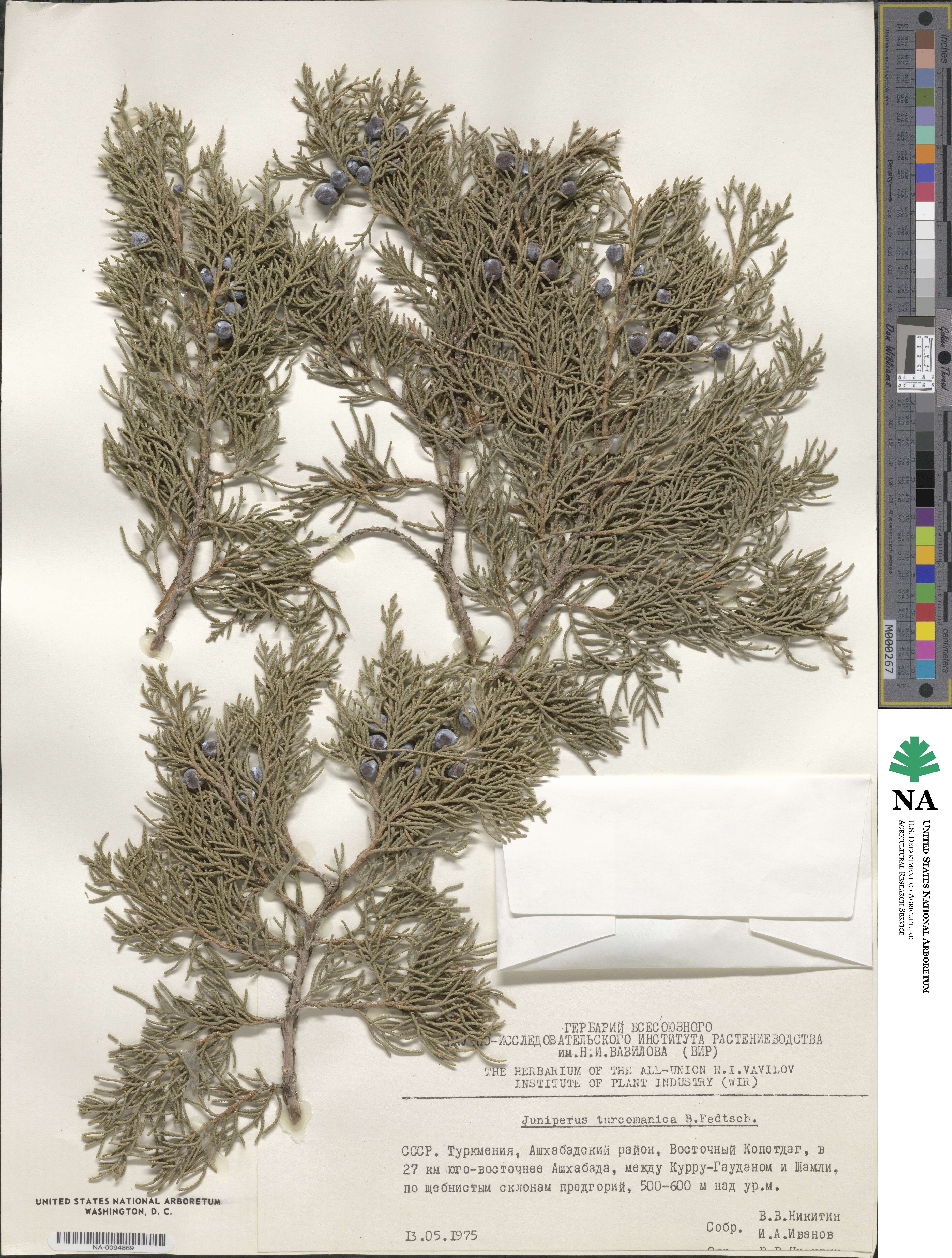 Juniperus excelsa subsp. polycarpos image