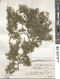 Juniperus excelsa image