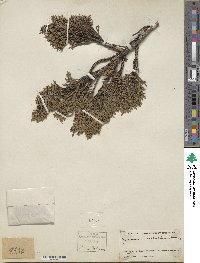 Juniperus indica image