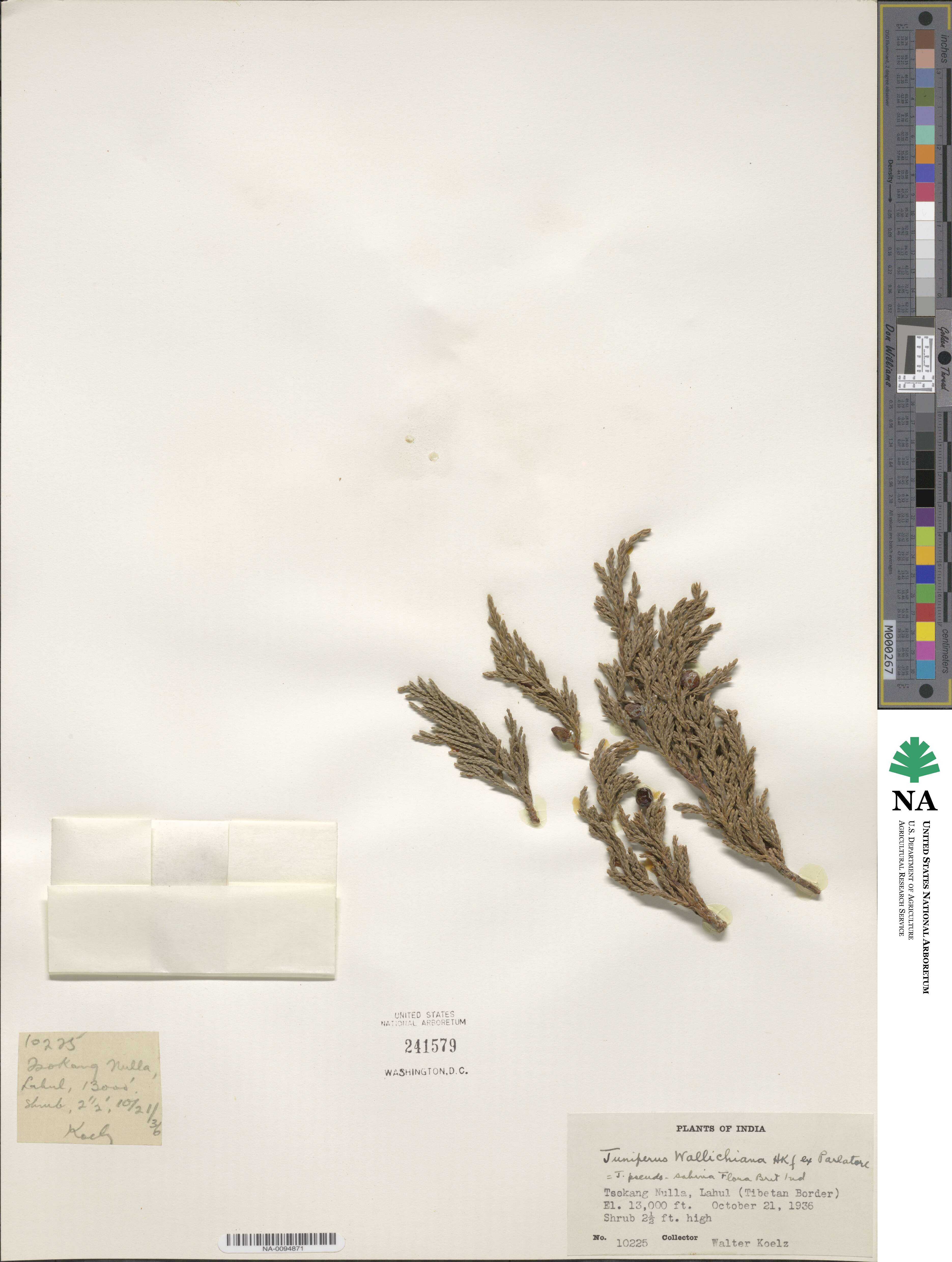 Juniperus indica image