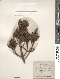 Juniperus indica image