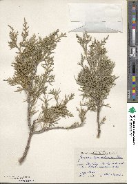 Juniperus excelsa image