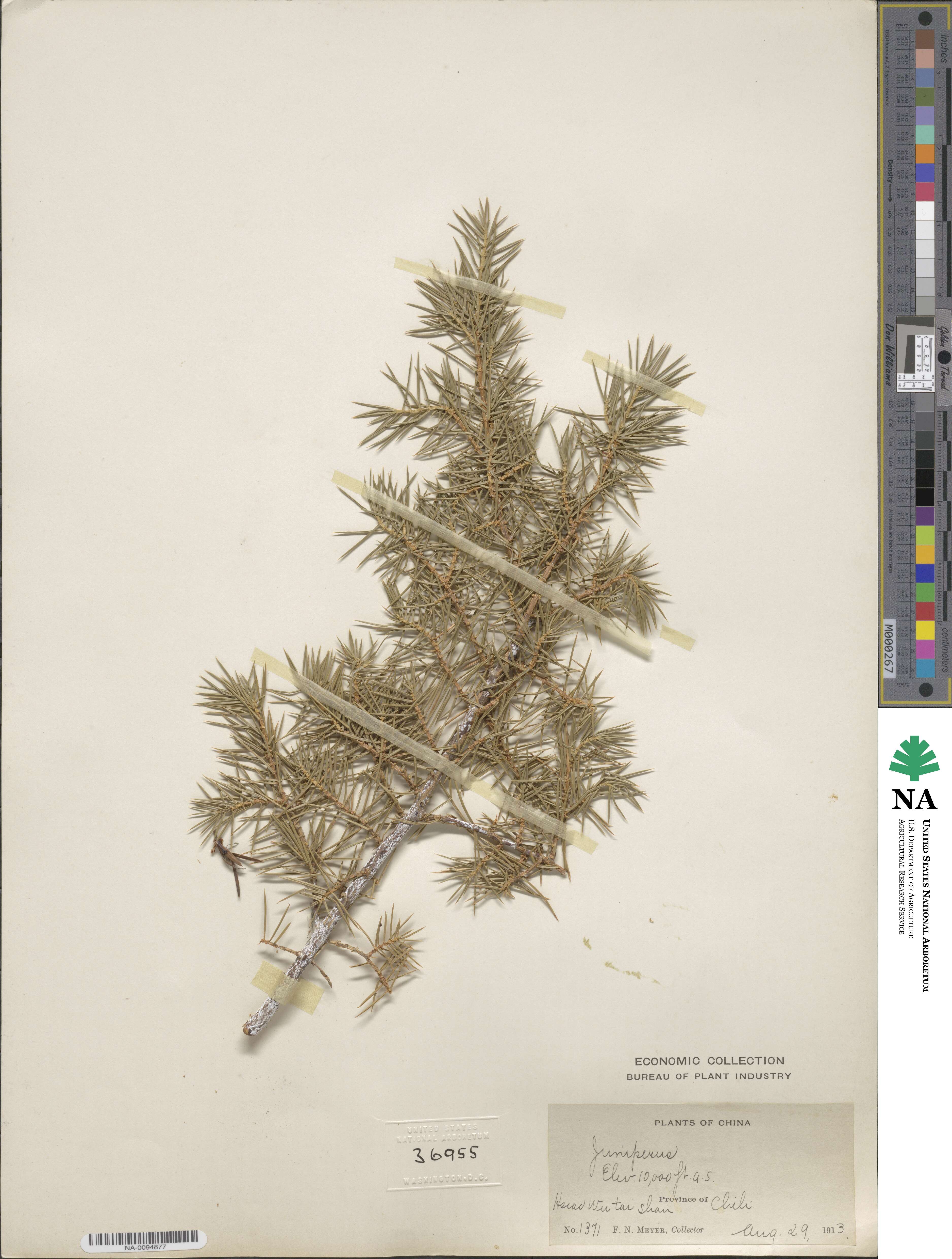 Juniperus image