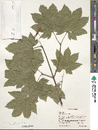 Acer circinatum image