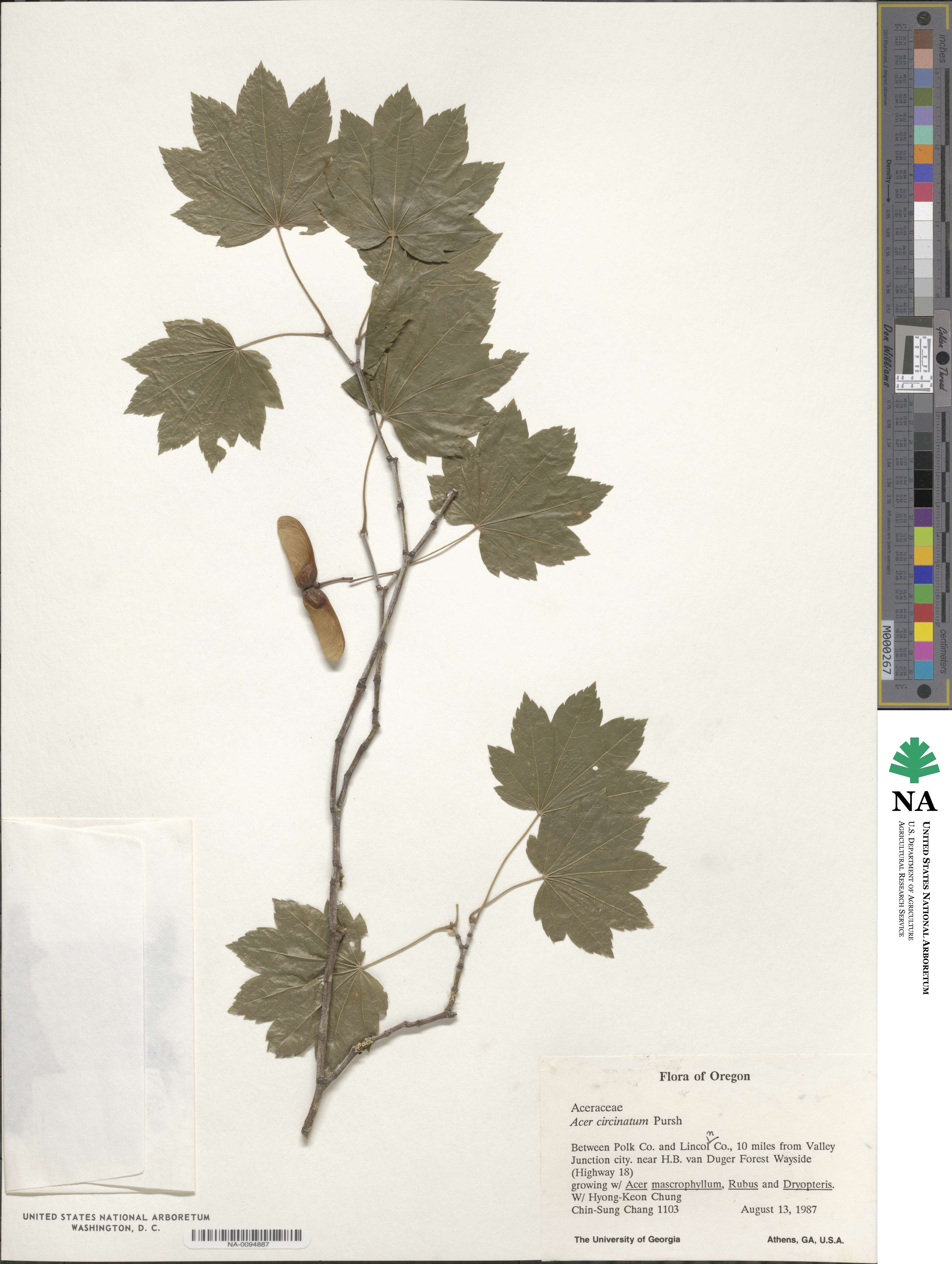 Acer circinatum image