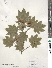 Acer circinatum image