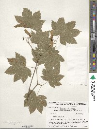 Acer circinatum image