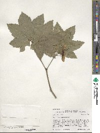 Acer circinatum image