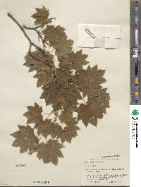 Acer circinatum image