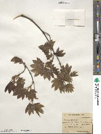 Acer circinatum image