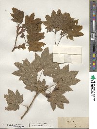 Acer circinatum image