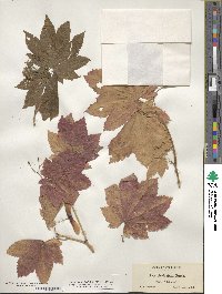 Acer circinatum image