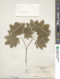 Acer circinatum image