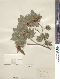 Acer circinatum image