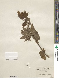 Acer circinatum image