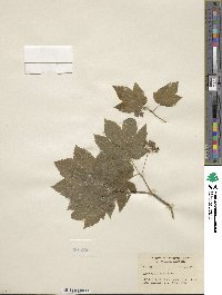 Acer circinatum image