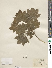 Acer circinatum image