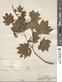 Acer circinatum image