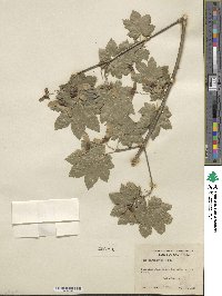 Acer circinatum image