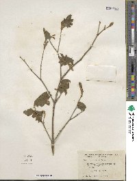 Acer circinatum image