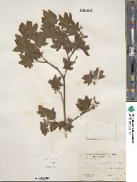 Acer circinatum image