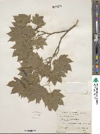 Acer circinatum image