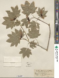 Acer circinatum image