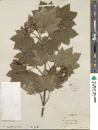 Acer circinatum image