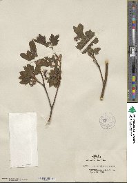 Acer circinatum image