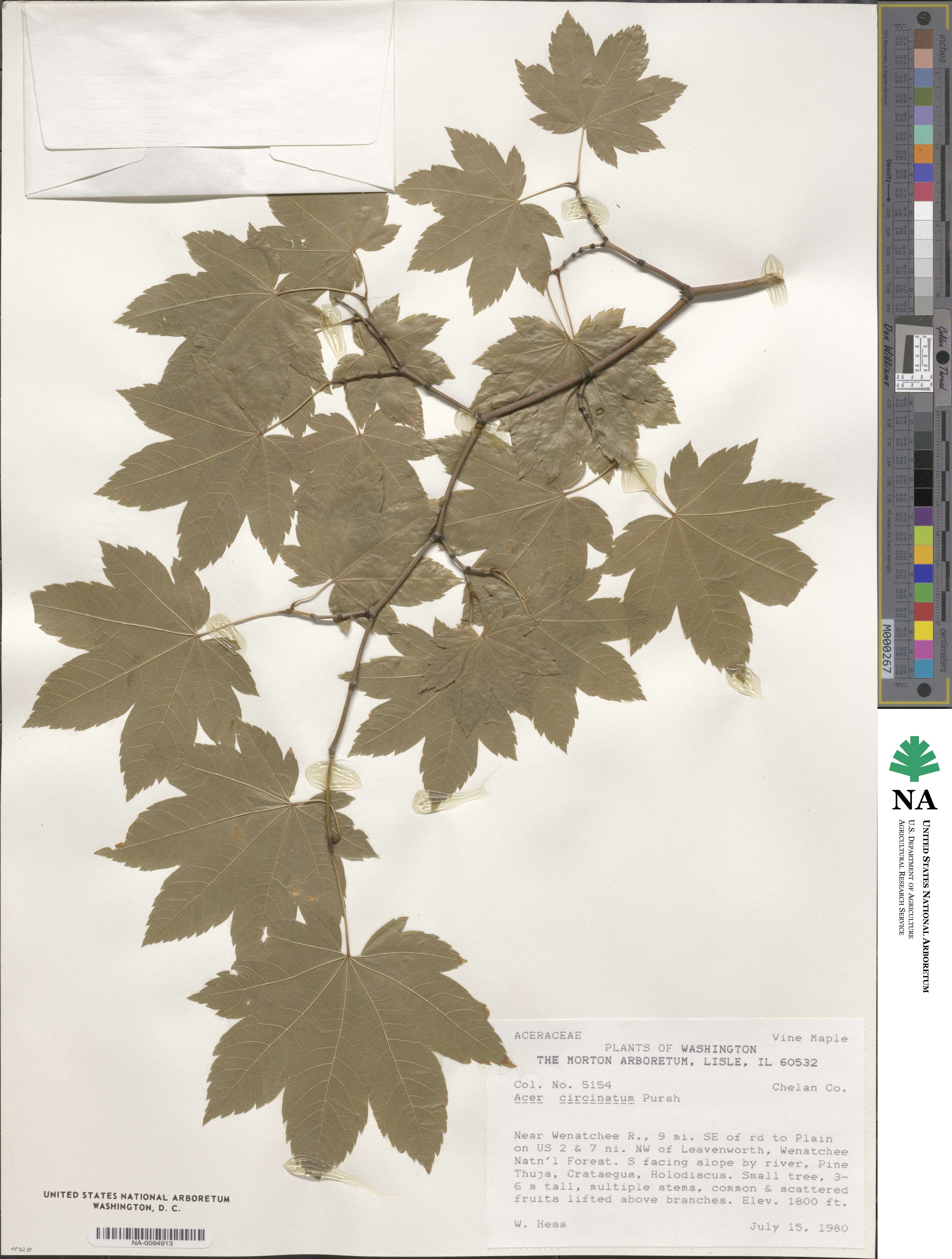 Acer circinatum image