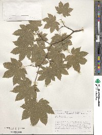 Acer circinatum image