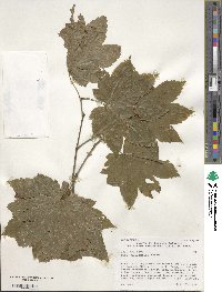 Acer circinatum image