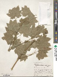 Acer circinatum image