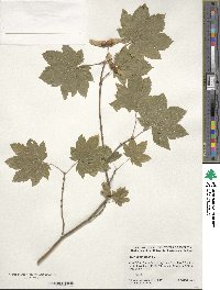 Acer circinatum image