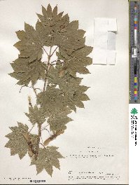 Acer circinatum image