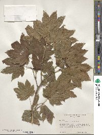 Acer circinatum image