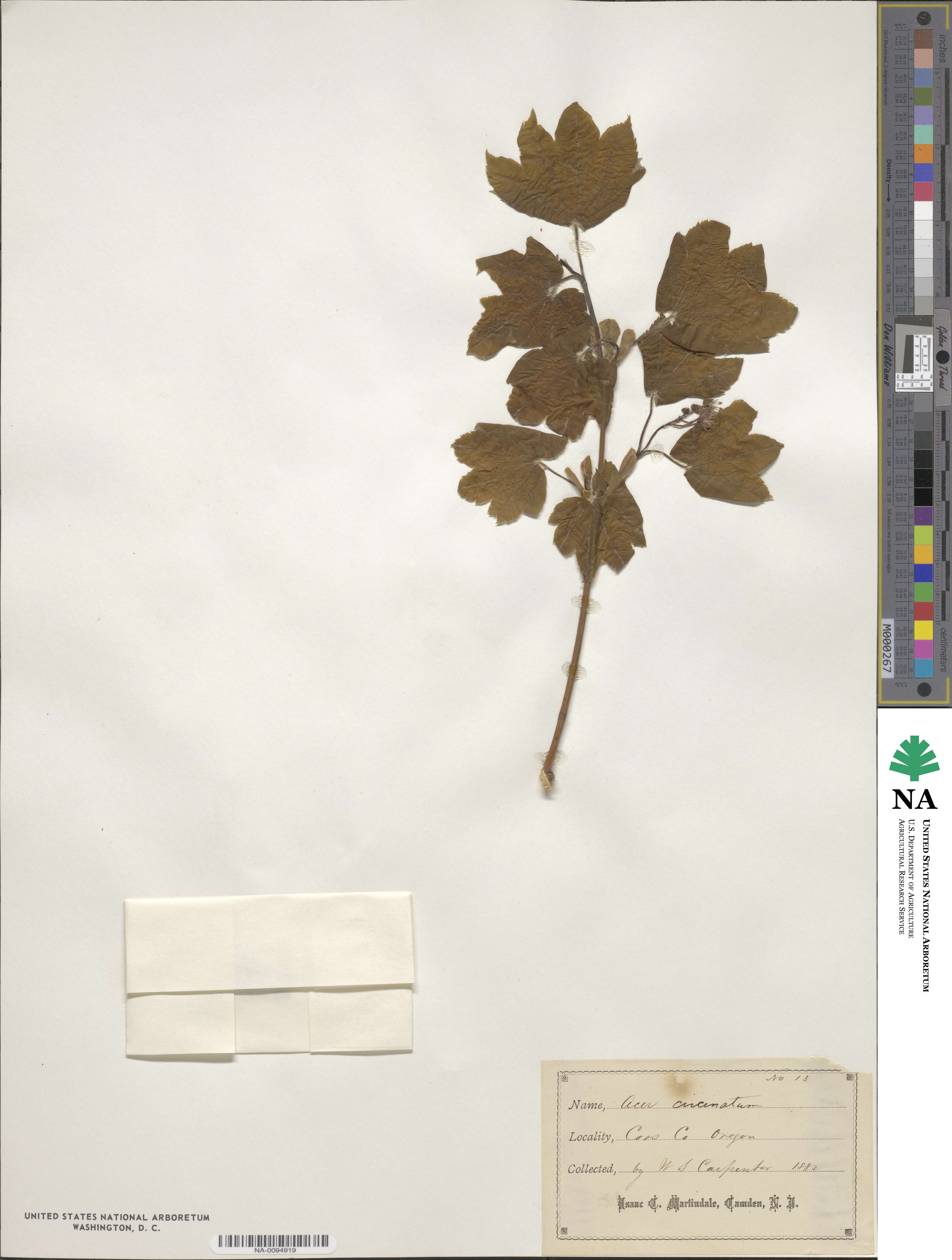 Acer circinatum image
