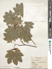 Acer circinatum image