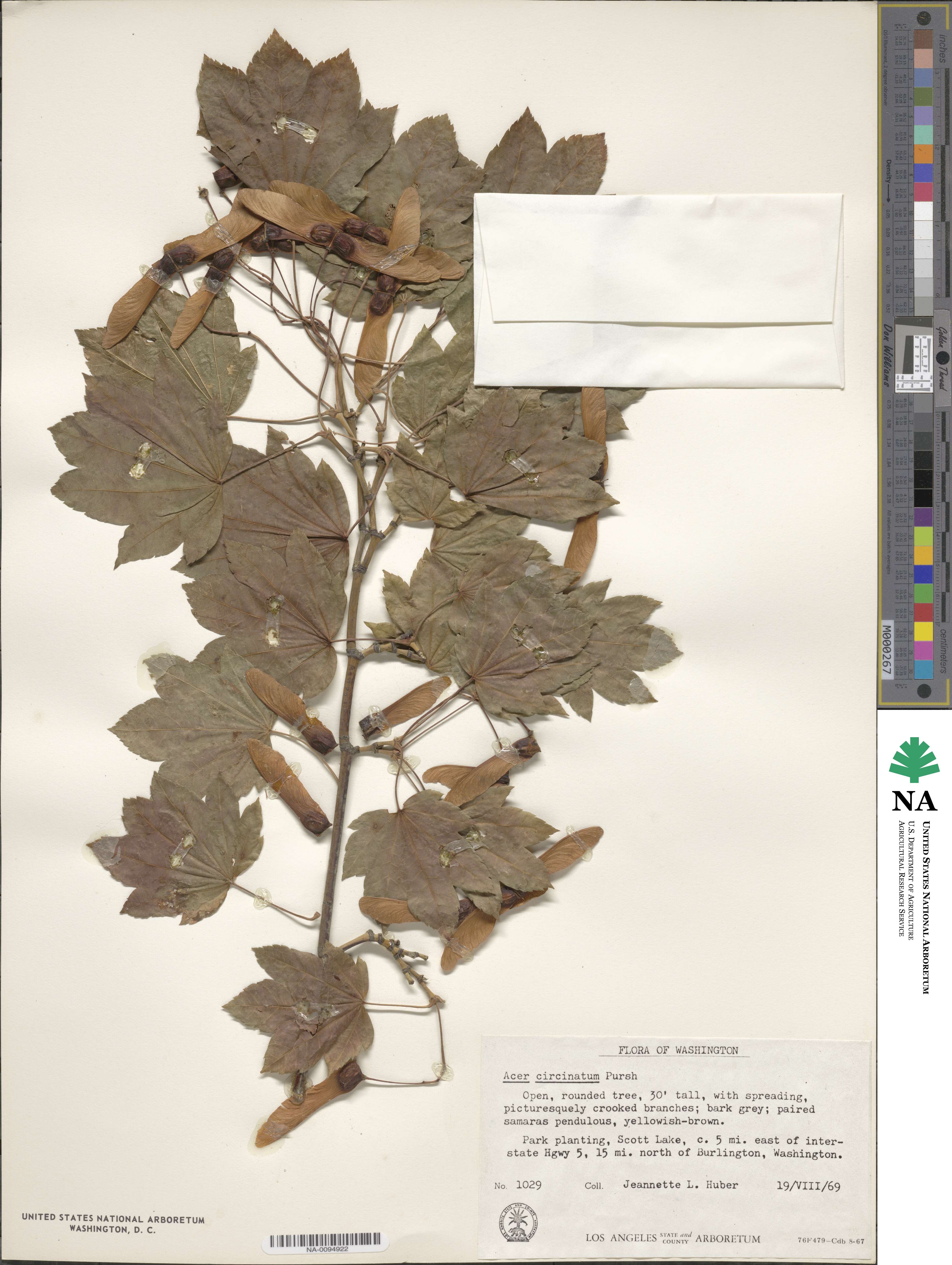 Acer circinatum image