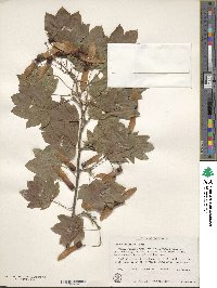 Acer circinatum image