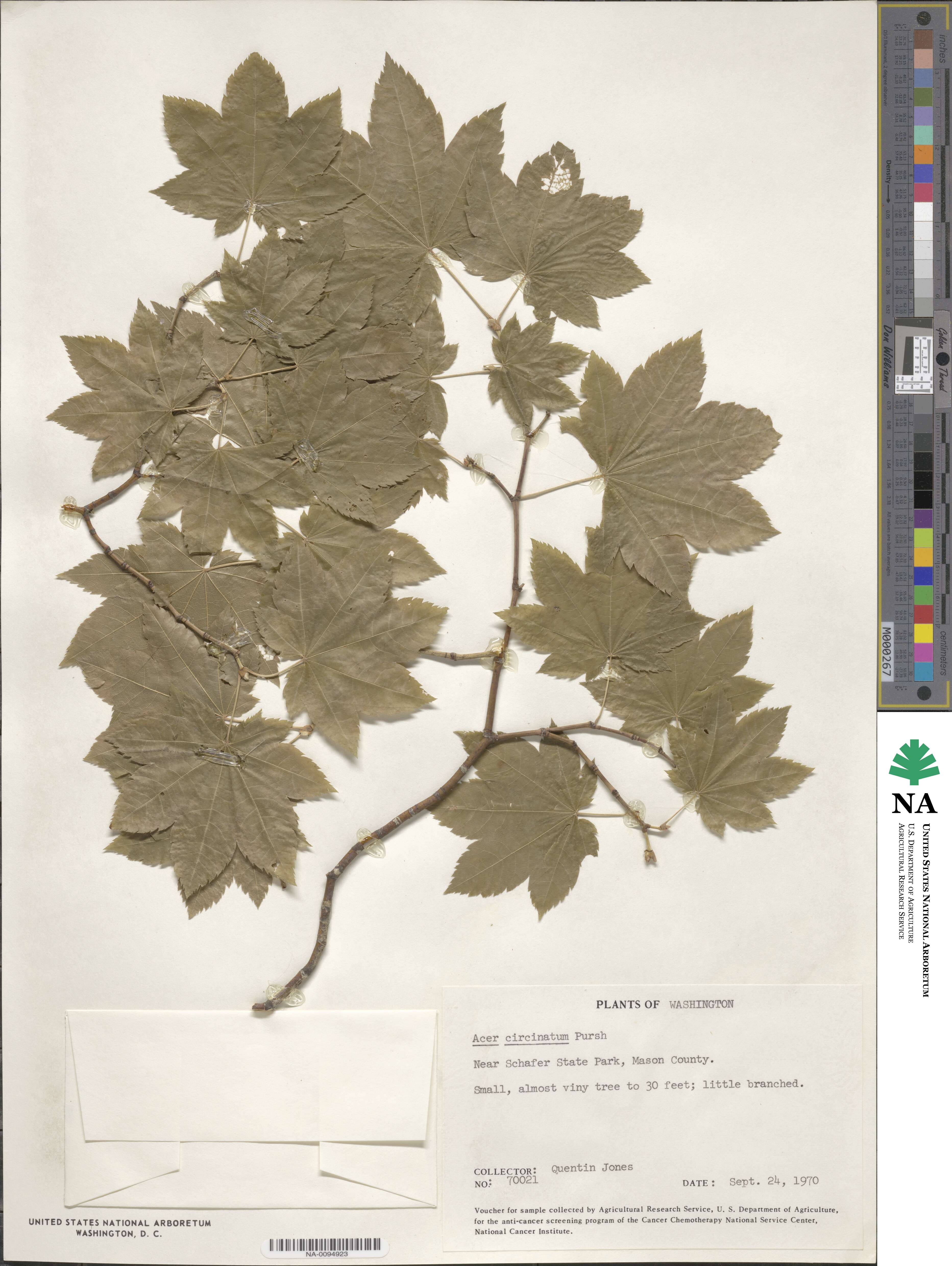 Acer circinatum image