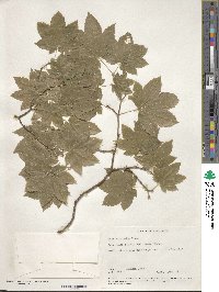 Acer circinatum image