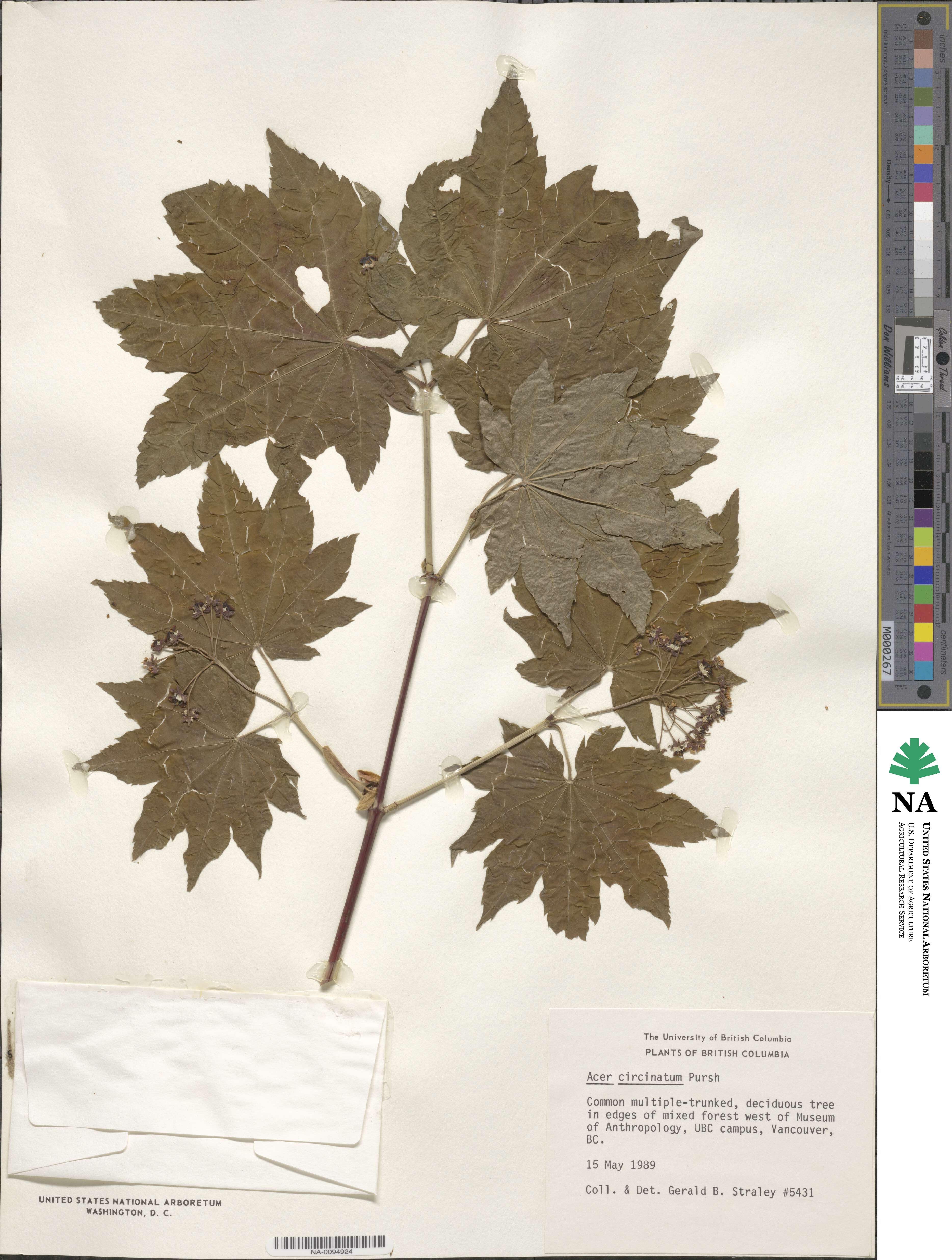 Acer circinatum image