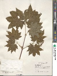 Acer circinatum image