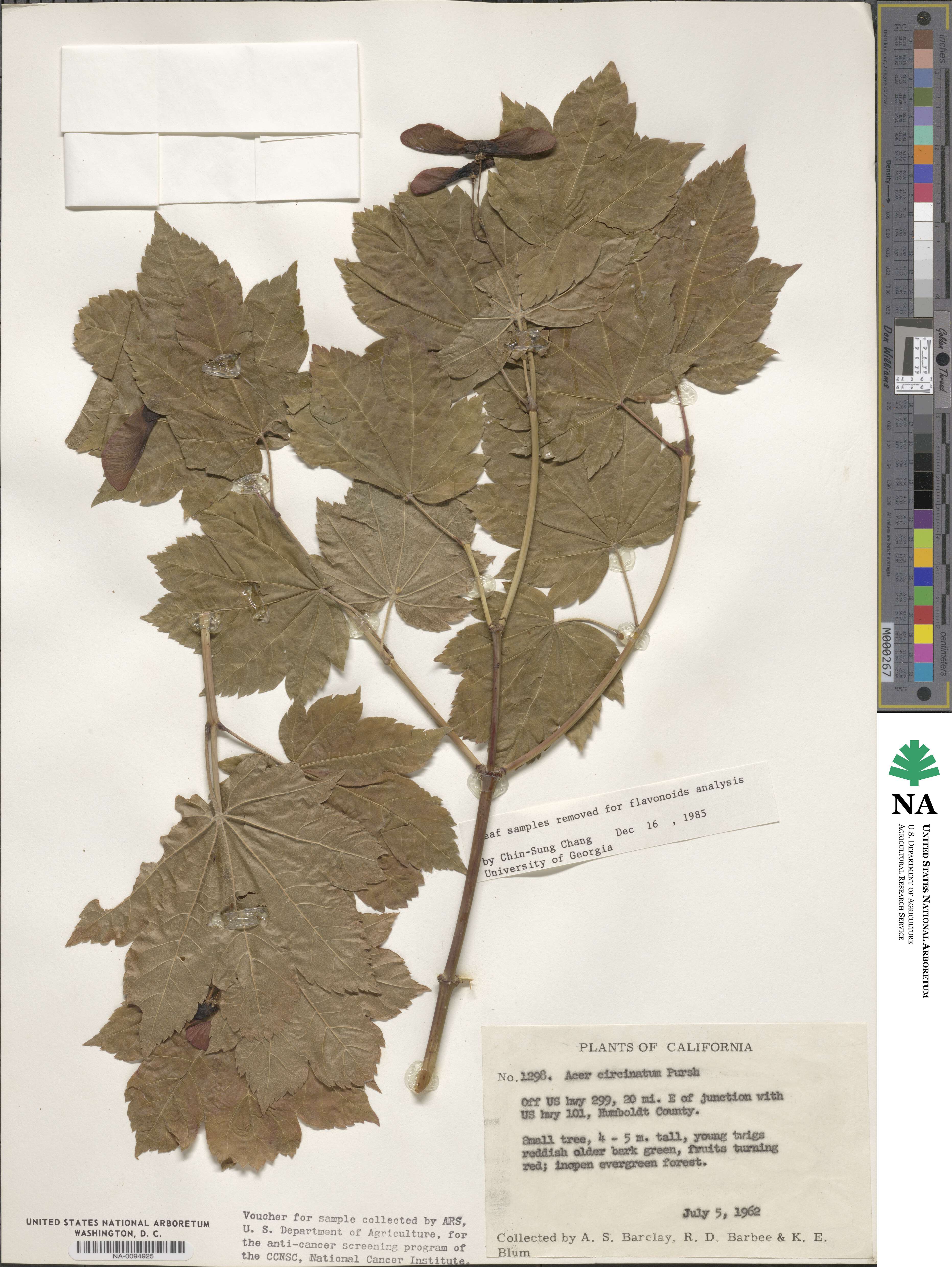 Acer circinatum image